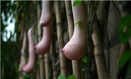 Do you dare to eat this fruit? It’s called “milk melon”, because it resembles a woman's breast. Spokesman of Vietnam’s Ministry of Commerce said this melon is expected to enter the Chinese market in great quantities in the future.(Source: xinhuanet.com/china.com.cn)