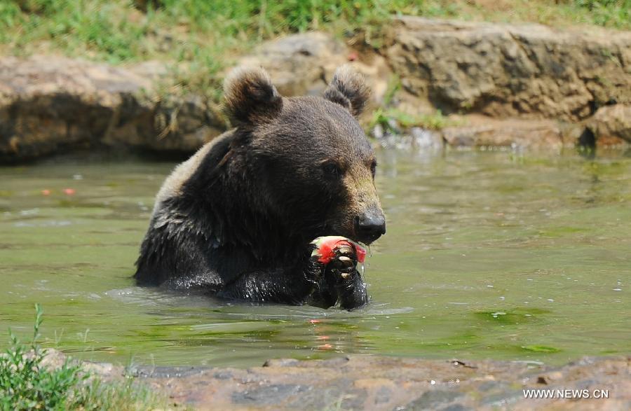 A bear eats watermelons in water to relieve the summer heat at Zhuyuwan Park in Yangzhou, east China's Jiangsu Province, July 31, 2013. Staff members of the park provided ice, fruits as well as air conditioners to animals Wednesday here to help them cope with the relentless heat in Yangzhou. (Xinhua/Si Xinli)