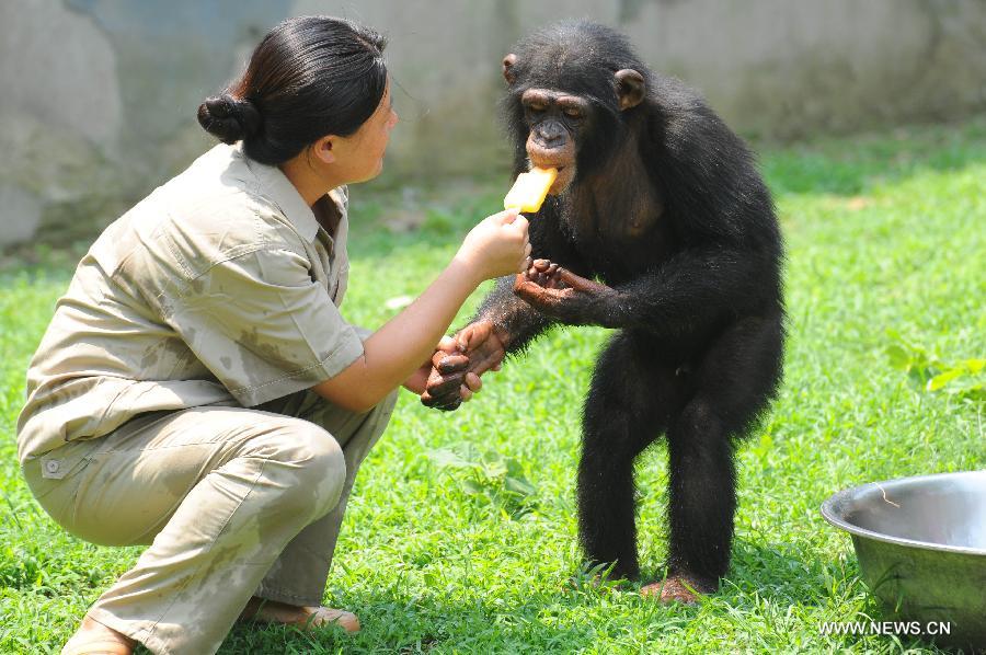 A staff member feeds a gorilla ice lolly to relieve the summer heat at the zoo of Yangzhou, east China's Jiangsu Province, July 31, 2013. Staff members of the zoo provided ice, fruits as well as air conditioners to animals Wednesday here to help them cope with the relentless heat in Yangzhou. (Xinhua/Dong Hui)