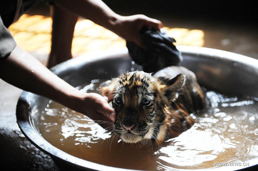 A staff member gives a tiger cub a shower to relieve the summer heat at the zoo of Yangzhou, east China's Jiangsu Province, July 31, 2013. Staff members of the zoo provided ice, fruits as well as air conditioners to animals Wednesday here to help them cope with the relentless heat in Yangzhou. (Xinhua/Dong Hui)