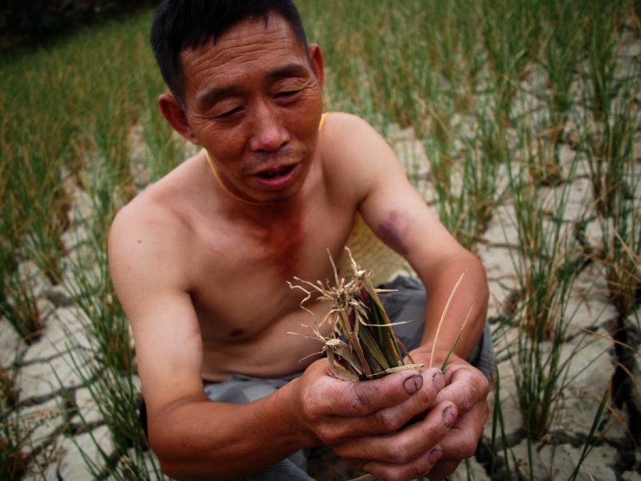A farmer demonstrates dried seedlings in Shangzhai Village of Xiuwen County, southwest China's Guizhou Province, July 31, 2013. Lingering droughts in Guizhou have affected more than 12 million people. Over 2 million people lack adequate supplies of drinking water, and a total of 847,300 hectares of farmland is damaged by the drought. (Xinhua/Liu Xu)