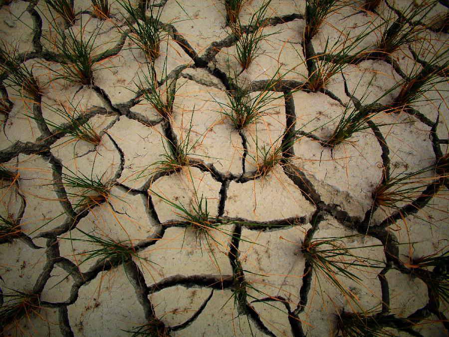 Photo taken on July 31, 2013 shows a cracked farmland in Shangzhai Village of Xiuwen County, southwest China's Guizhou Province. Lingering droughts in Guizhou have affected more than 12 million people. Over 2 million people lack adequate supplies of drinking water, and a total of 847,300 hectares of farmland is damaged by the drought. (Xinhua/Liu Xu)