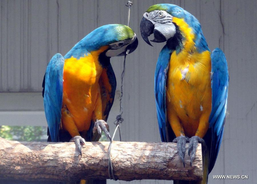 A couple of parrots stand by each other's side at the Suzhou Zoo in Suzhou, east China's Jiangsu Province, Aug. 13, 2013, the Qixi Festival, also known as Chinese Valentine's Day. (Xinhua/Wang Jiankang)