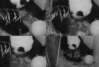 Panda cub born at U.S. National Zoo