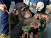Animals receive health examination at Wuxi Zoo 