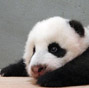 Official name of giant panda cub 'Yuanzai' to be announced