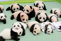 Heart melting! Adorable panda cubs shown public
