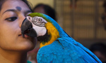 Bird show opens to public in Calcutta, India