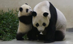 Panda cub Yuan Zai made public debut in Taiwan 