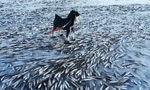 Thousands of fish frozen on Norway sea