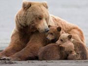 Love of mother bear