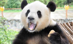 Giant panda Sijia is back to happy life