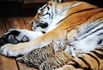 About 100 cubs expected to be born in NE China's Siberian Tiger Garden
