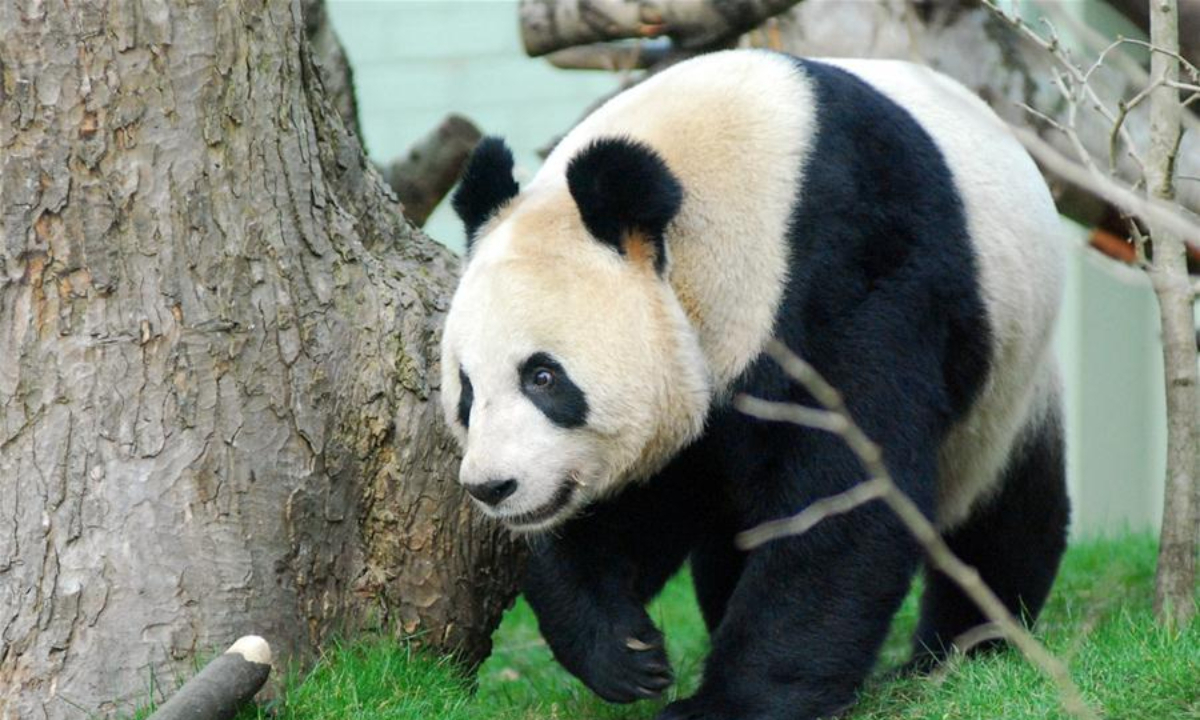 An undated photo provided by Edinburgh Zoo shows giant panda Tian Tian at Edinburgh Zoo, Scotland. Photo:Xinhua